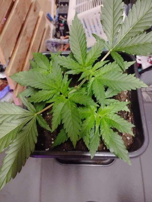 Cookies Haze - Kannabia. Week 5