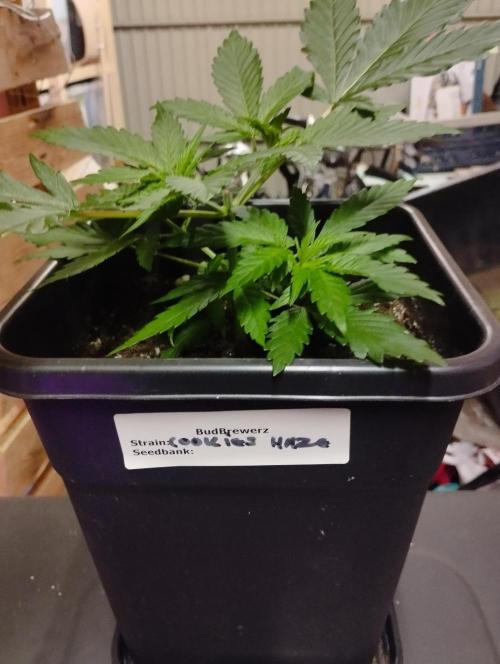 Cookies Haze - Kannabia. Week 5
