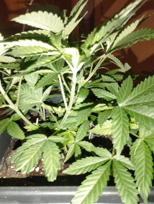 PMK (tester) - Dutch Passion. Week 9