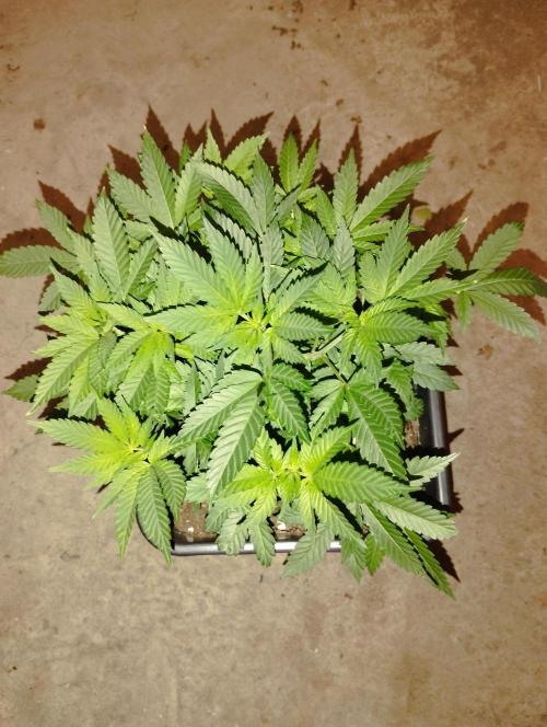 PMK (tester) - Dutch Passion. Week 9