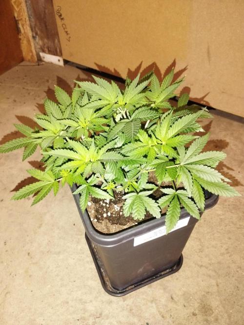 PMK (tester) - Dutch Passion. Week 9