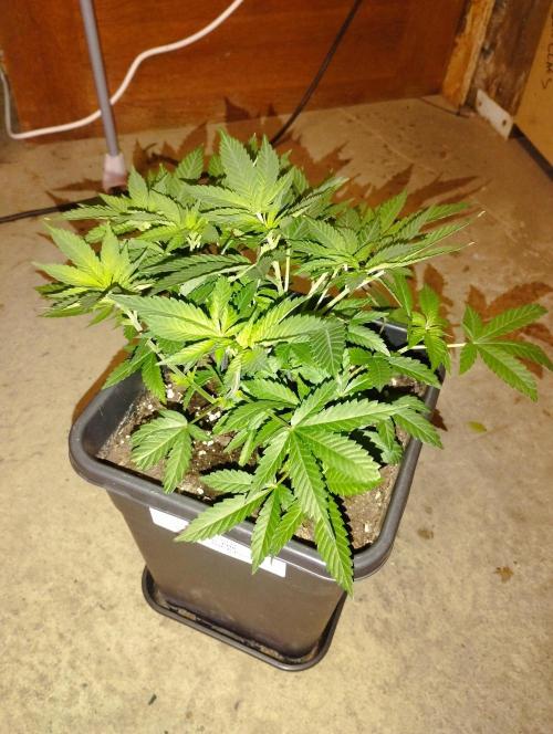 PMK (tester) - Dutch Passion. Week 9
