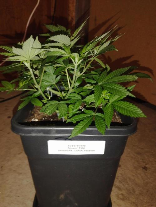 PMK (tester) - Dutch Passion. Week 9