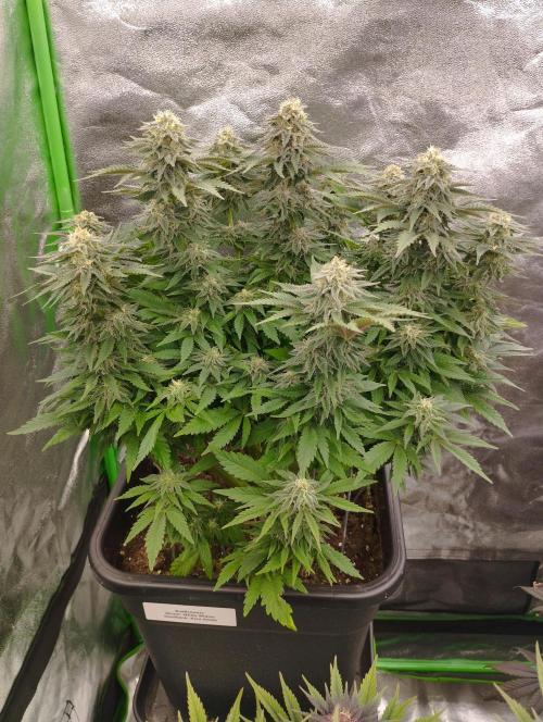 White Widow -Kera Seeds. Week 14