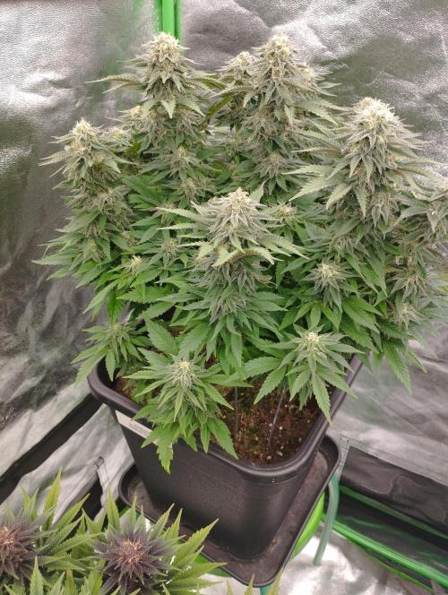 White Widow -Kera Seeds. Week 14