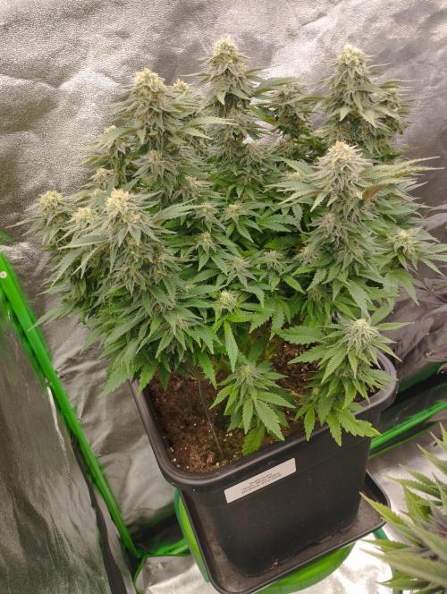 White Widow -Kera Seeds. Week 14