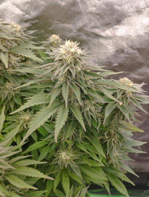 White Widow -Kera Seeds. Week 14