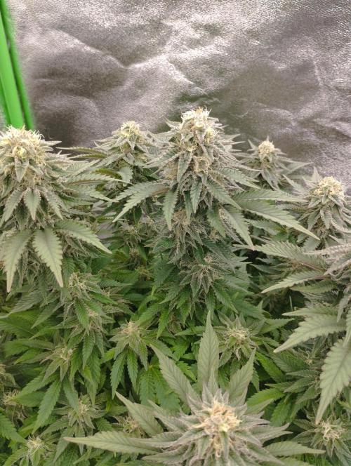 White Widow -Kera Seeds. Week 14
