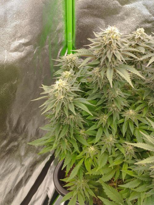 White Widow -Kera Seeds. Week 14
