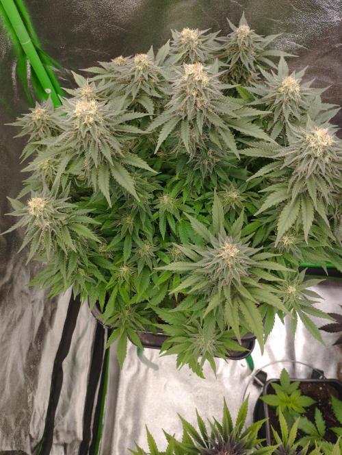 White Widow -Kera Seeds. Week 14