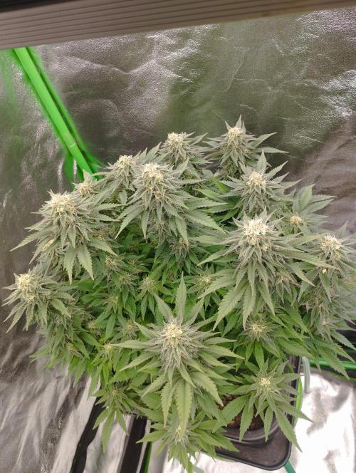 White Widow -Kera Seeds. Week 14