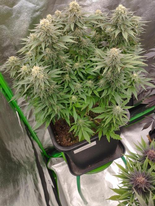 White Widow. Week 14