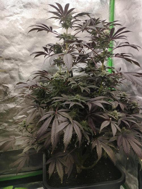 A1 (tester) - Dutch Passion. Week 14