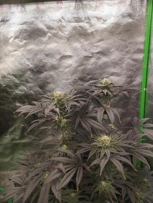 A1 (tester) - Dutch Passion. Week 14