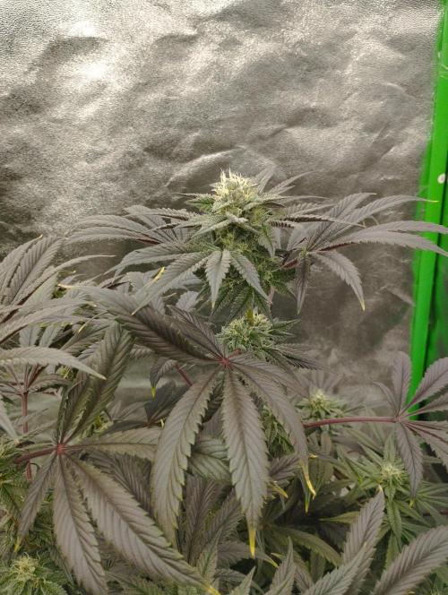 A1 (tester) - Dutch Passion. Week 14