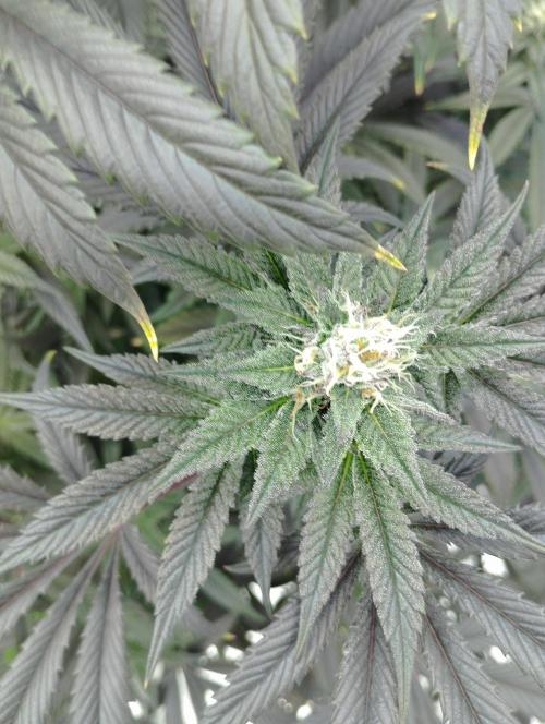 A1 (tester) - Dutch Passion. Week 14