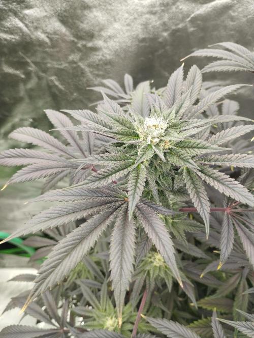A1 (tester) - Dutch Passion. Week 14
