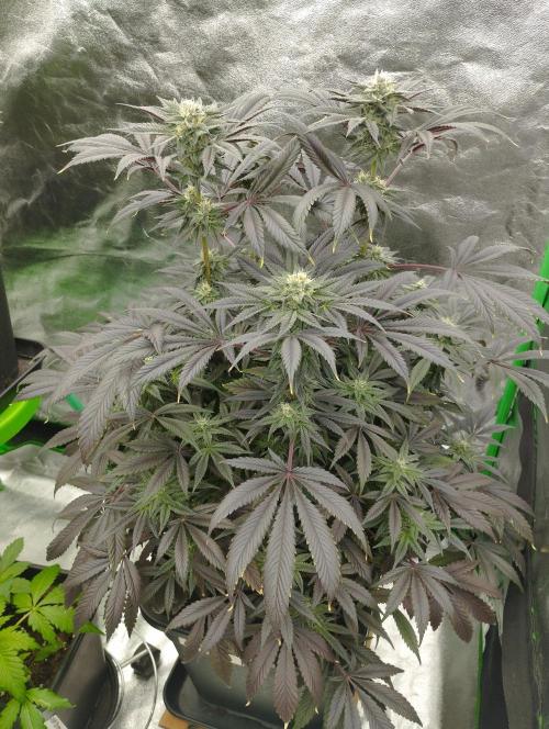 A1 (tester) - Dutch Passion. Week 14