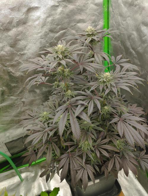A1 (tester) - Dutch Passion. Week 14