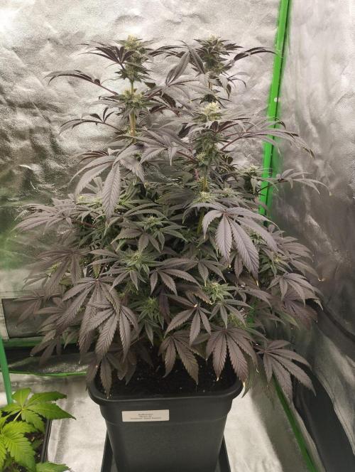 A1 (tester) - Dutch Passion. Week 14