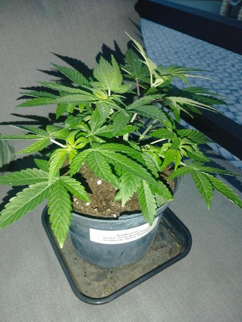 FBP - Dutch Passion. Week 7