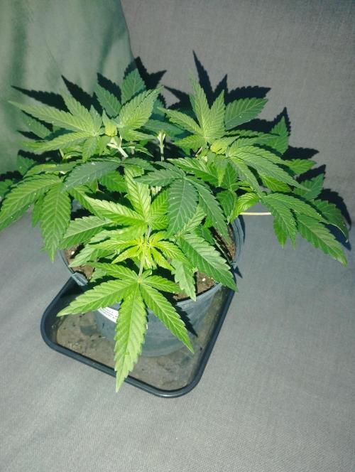 FBP - Dutch Passion. Week 7