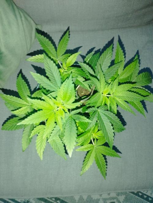 FBP - Dutch Passion. Week 7