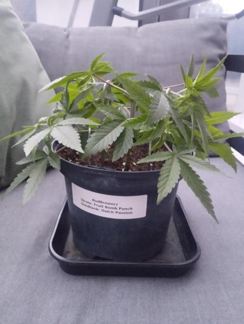 FBP - Dutch Passion. Week 7