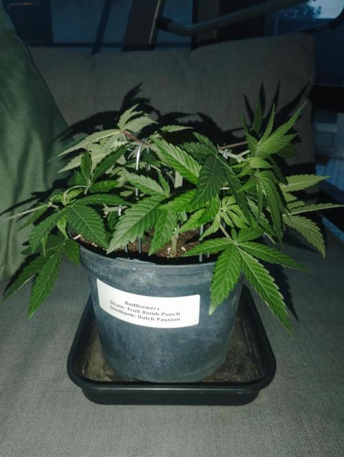 FBP - Dutch Passion. Week 7