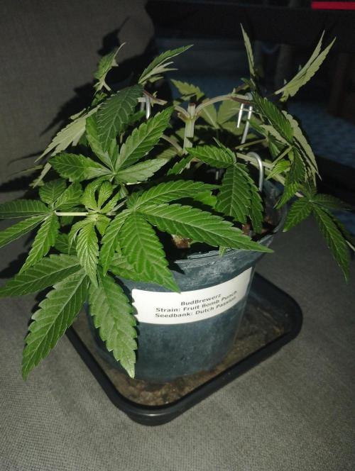 FBP - Dutch Passion. Week 7