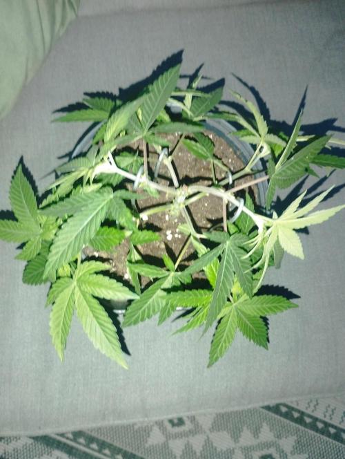 FBP - Dutch Passion. Week 7