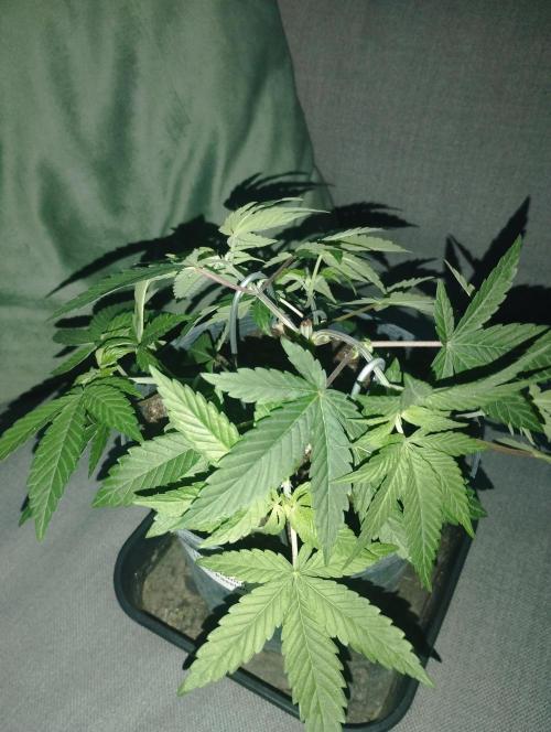 FBP - Dutch Passion. Week 7
