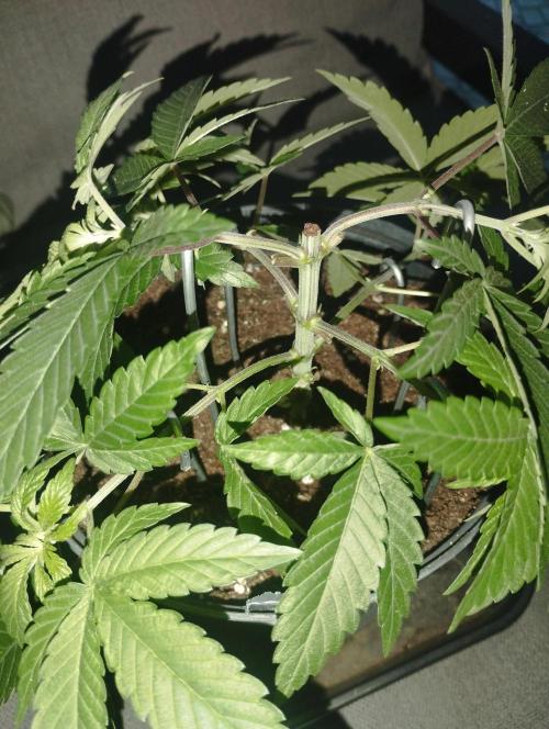 FBP - Dutch Passion. Week 7