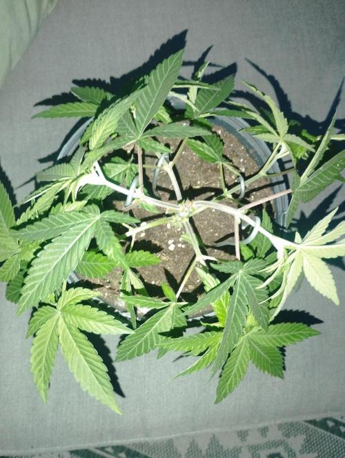 FBP - Dutch Passion. Week 7
