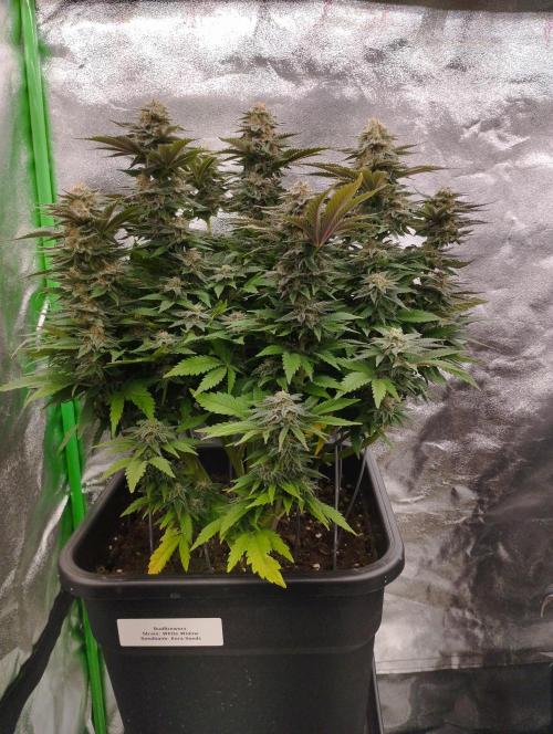 White Widow -Kera Seeds. Week 15