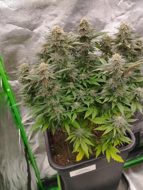White Widow -Kera Seeds. Week 15