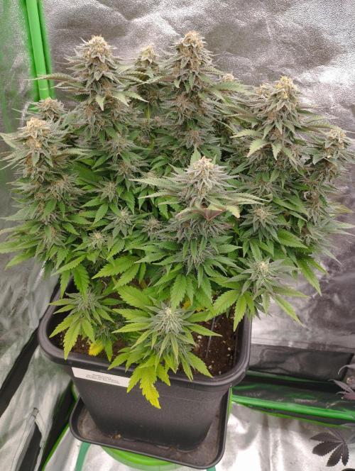 White Widow -Kera Seeds. Week 15