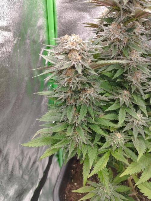 White Widow -Kera Seeds. Week 15