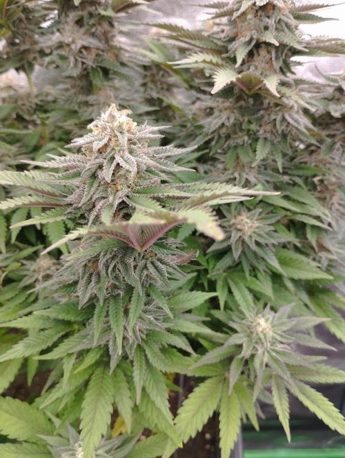 White Widow -Kera Seeds. Week 15
