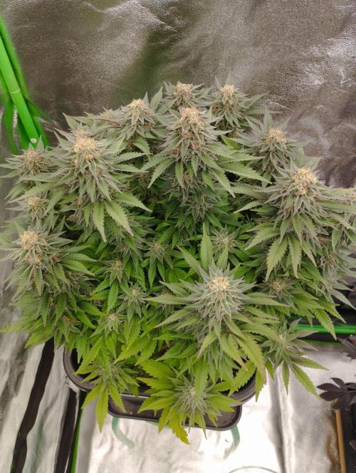 White Widow -Kera Seeds. Week 15