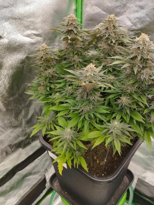 White Widow -Kera Seeds. Week 15
