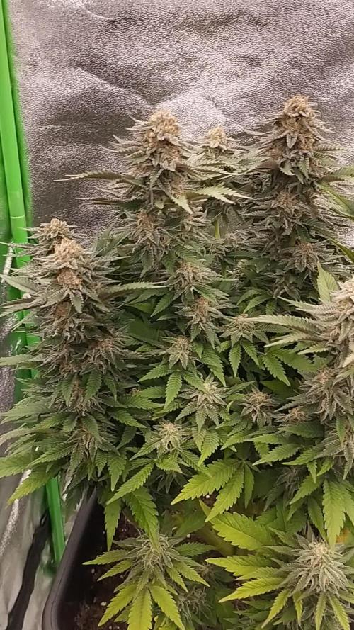 White Widow -Kera Seeds