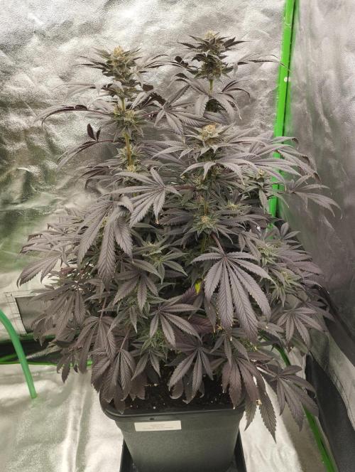 A1 (tester) - Dutch Passion. Week 15