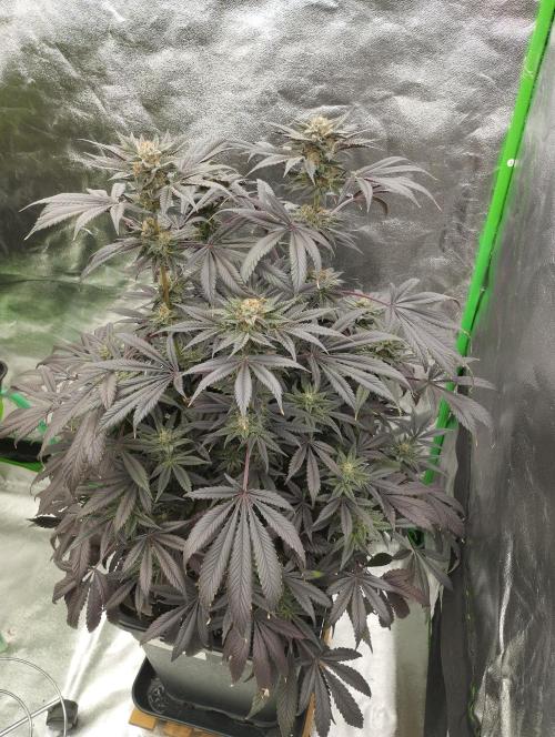 A1 (tester) - Dutch Passion. Week 15
