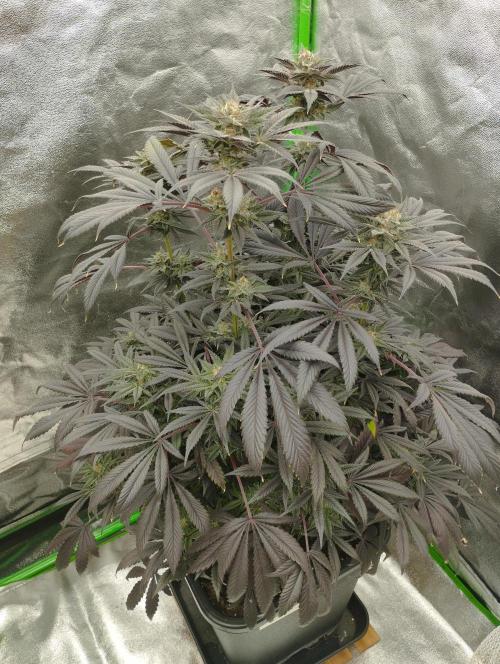 A1 (tester) - Dutch Passion. Week 15