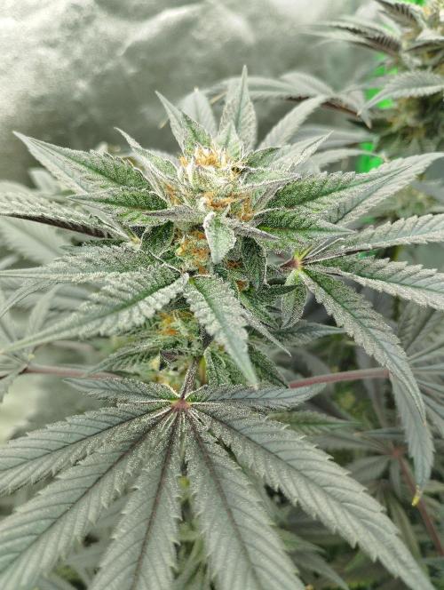 A1 (tester) - Dutch Passion. Week 15