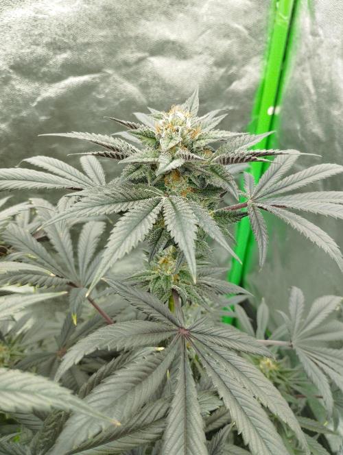 A1 (tester) - Dutch Passion. Week 15