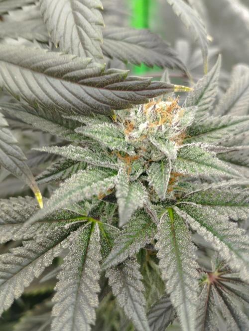 A1 (tester) - Dutch Passion. Week 15