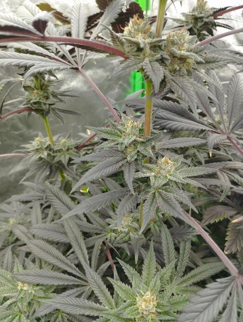 A1 (tester) - Dutch Passion. Week 15