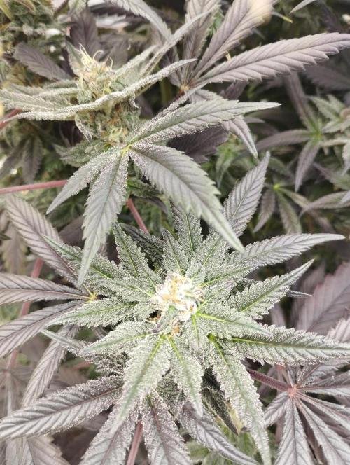 A1 (tester) - Dutch Passion. Week 15